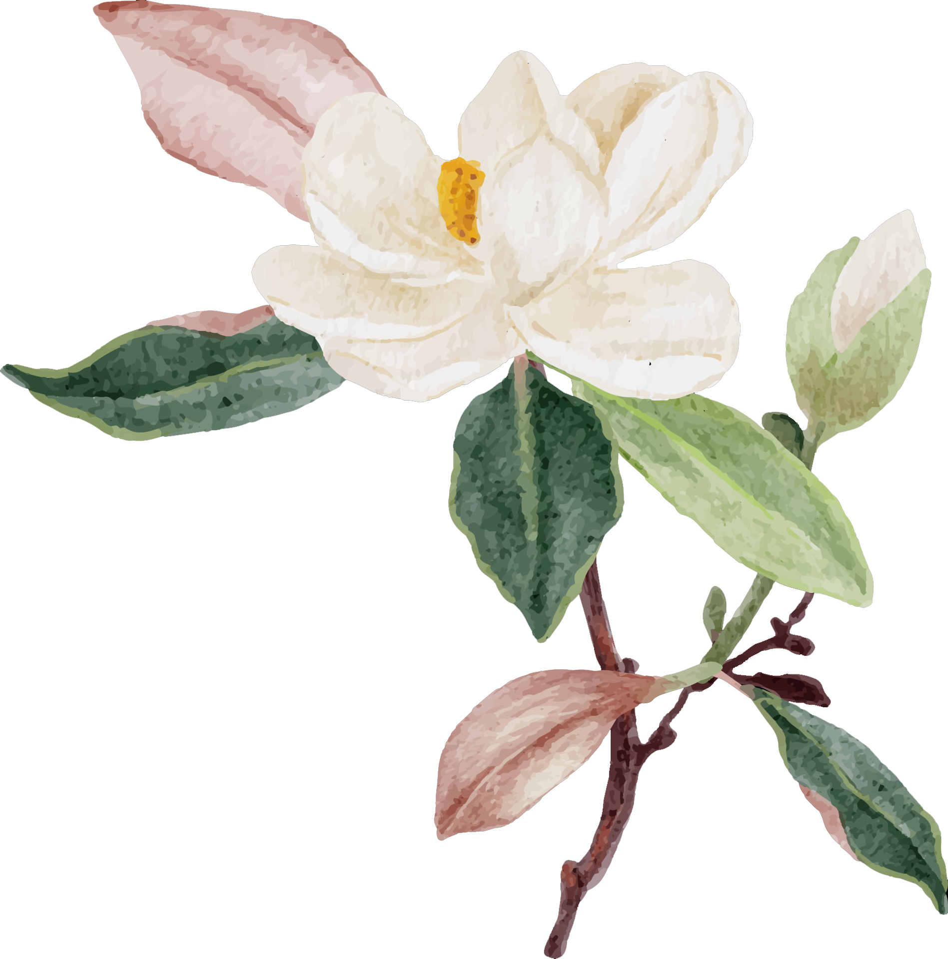 magnolia.png
